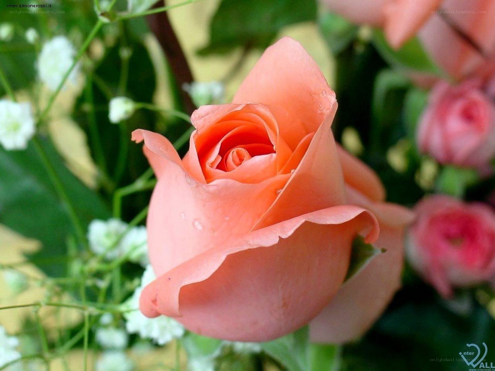 Coral rose in bloom
