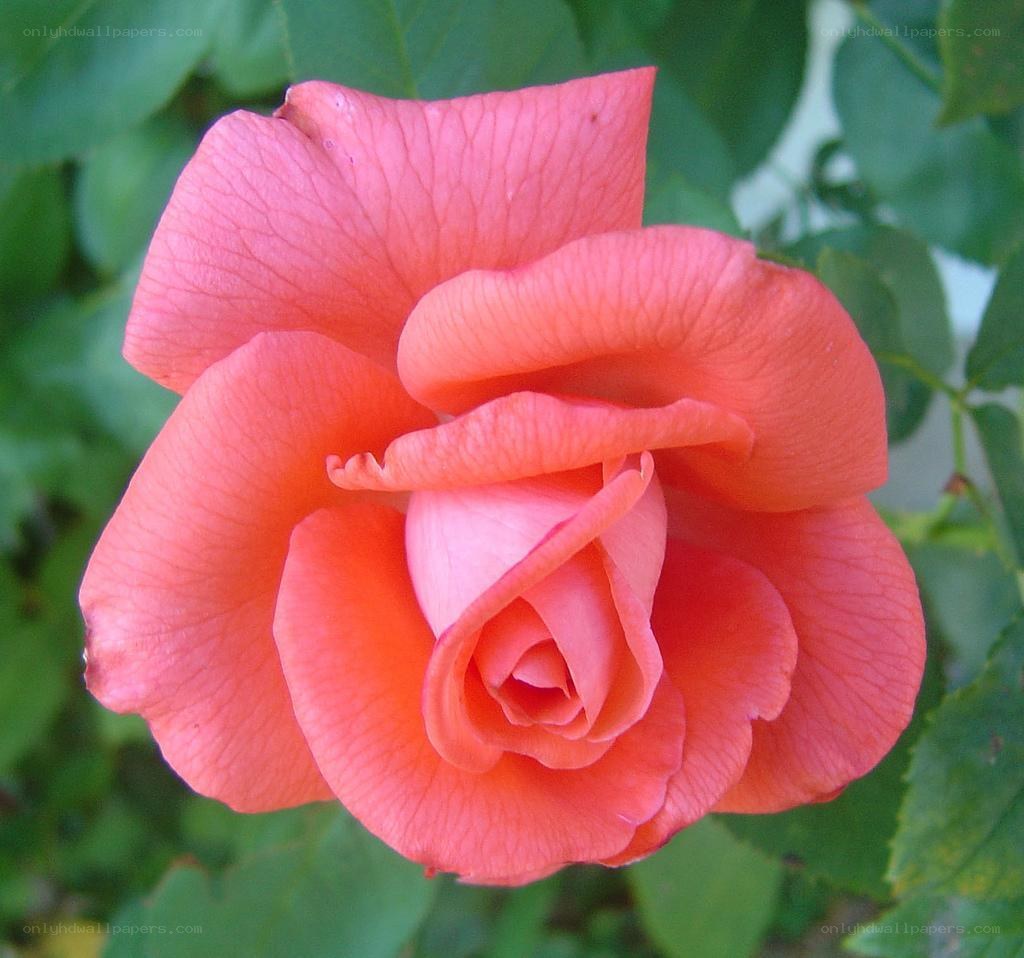 Coral rose in bloom