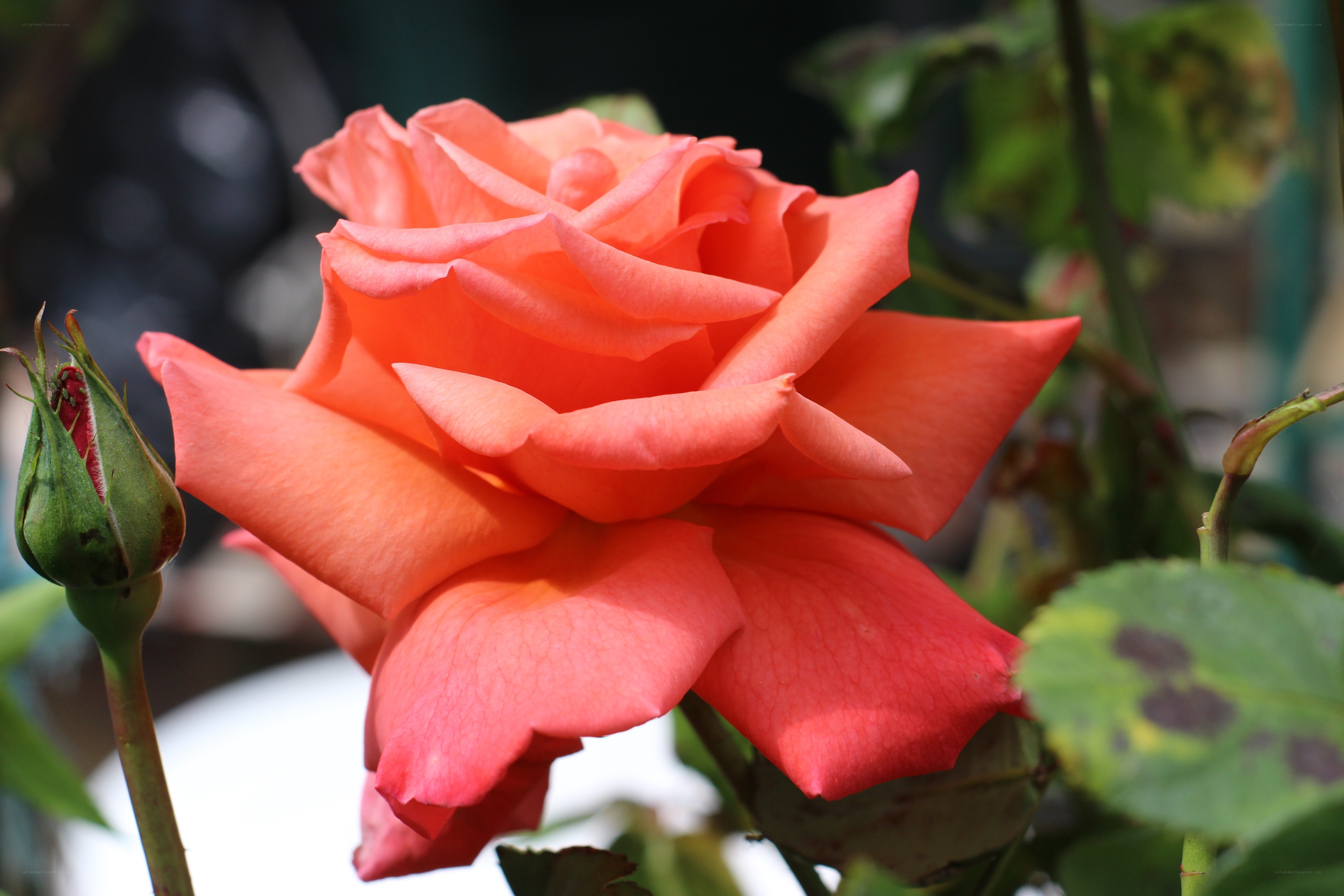 Coral rose in bloom