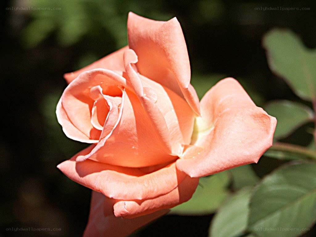 Coral rose in sunlight