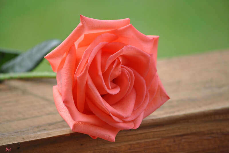 Coral Rose on Wood