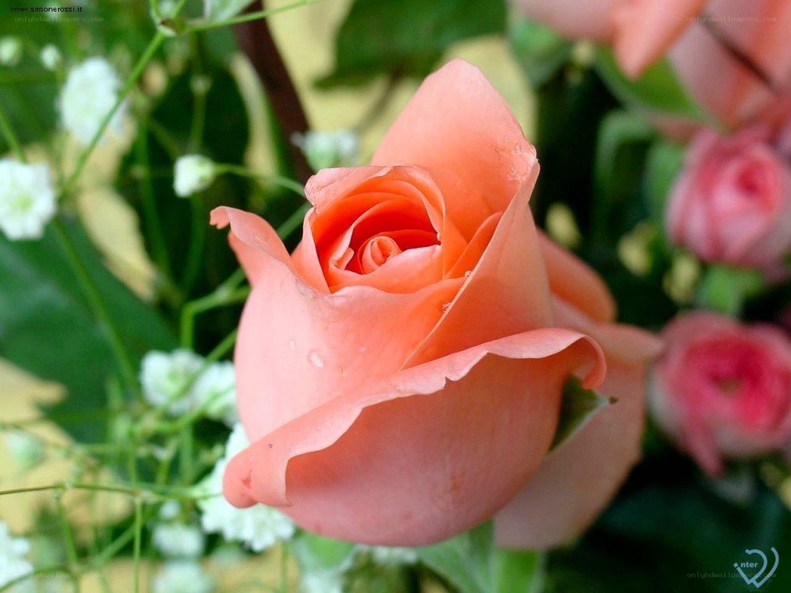 Coral rose with dew drops