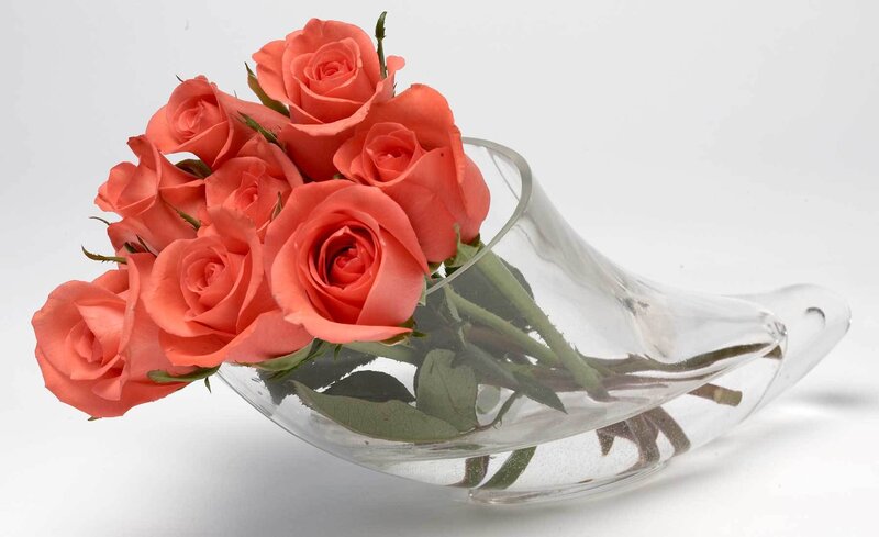 Coral roses in glass vase
