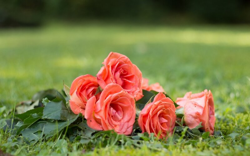 Coral Roses on Grass