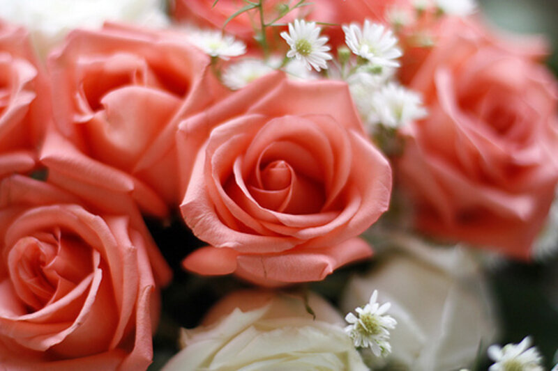 Coral Roses with Daisies