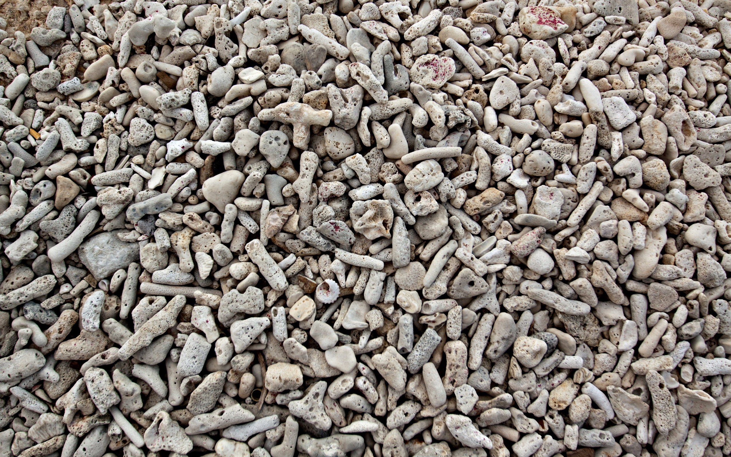 coral rubble on beach