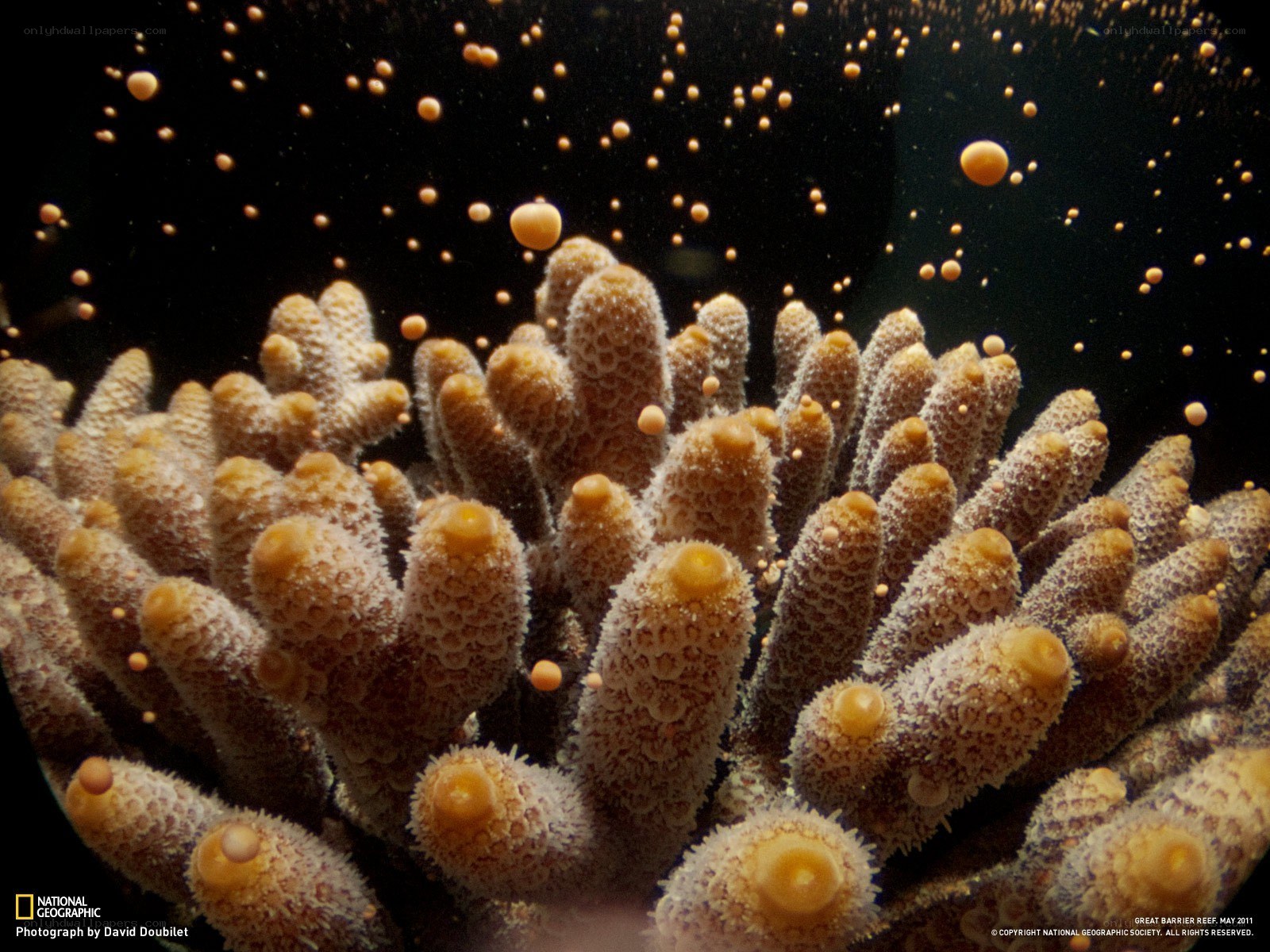 Coral spawning in the Great Barrier Reef