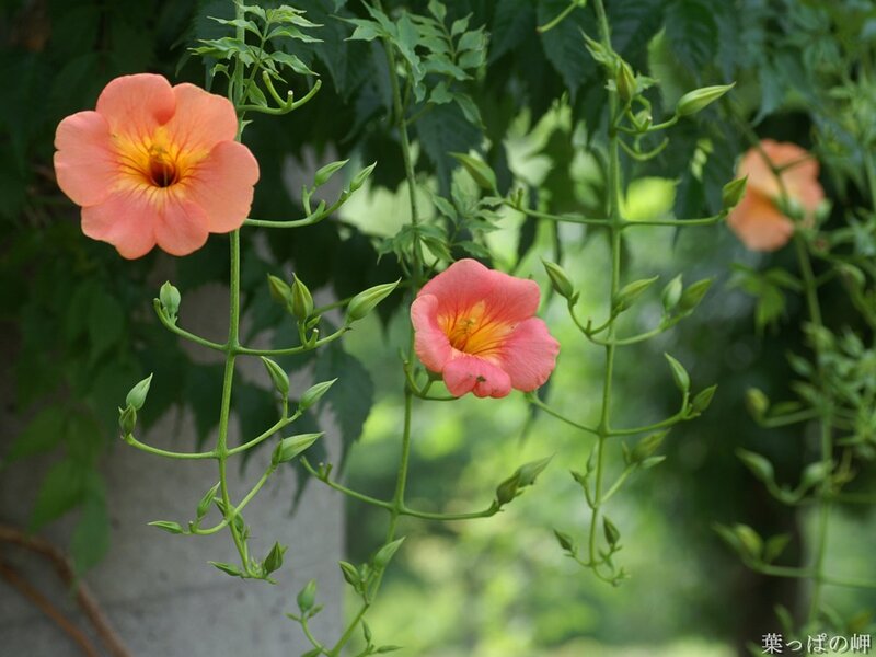 Coral trumpet flowers in bloom