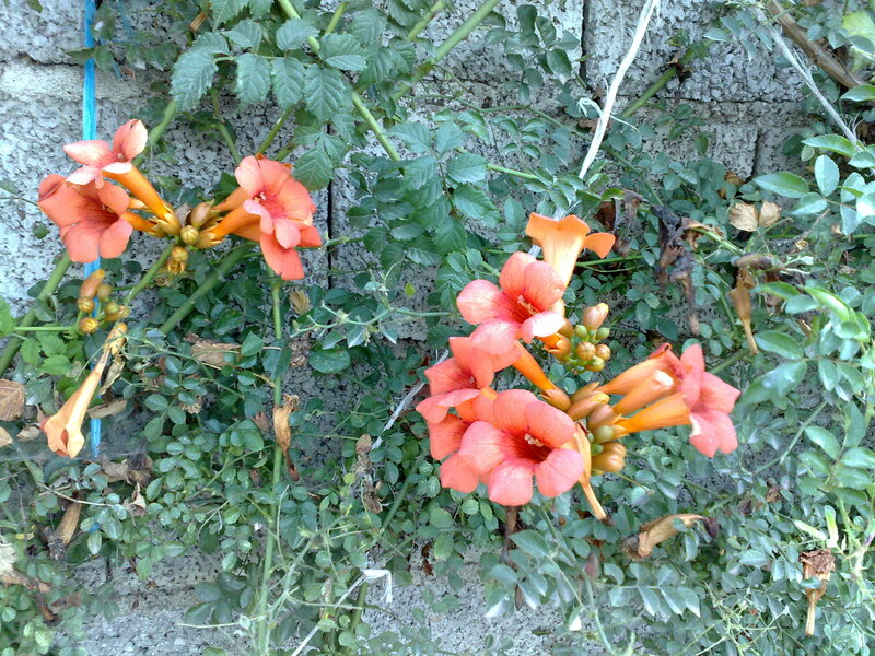 Coral trumpet vines on a wall