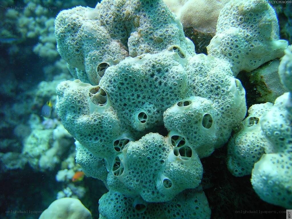 coral with polyps underwater