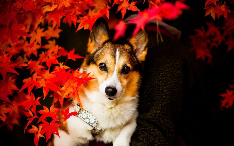 corgi among autumn leaves