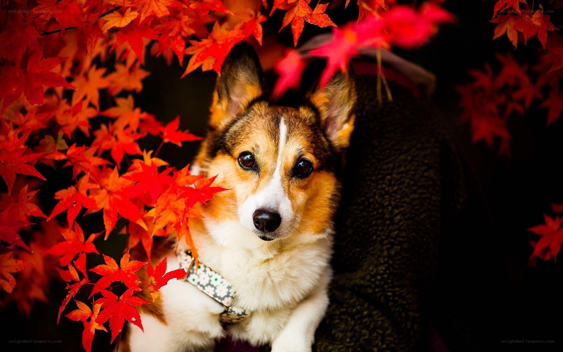 corgi among autumn leaves