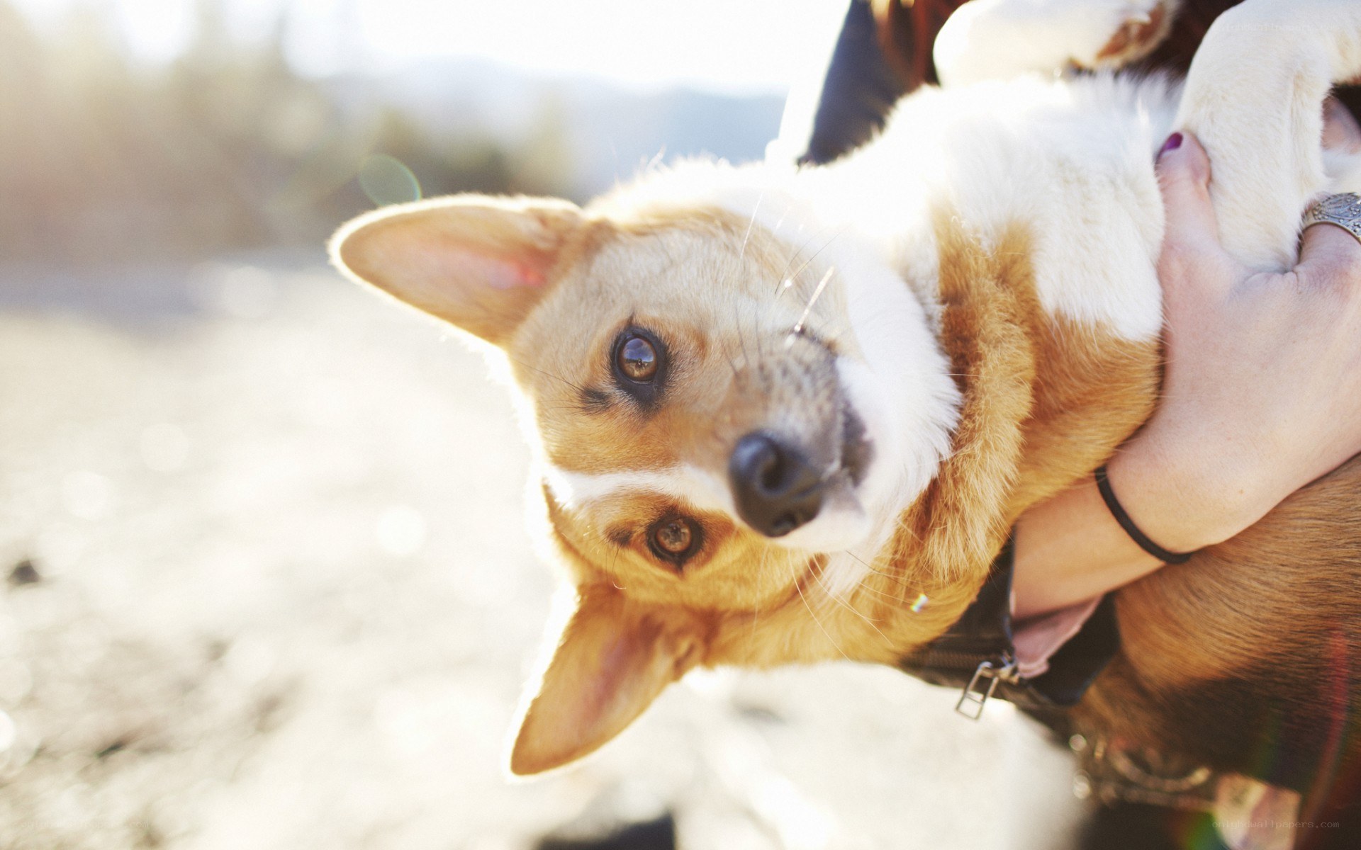 corgi being held by owner