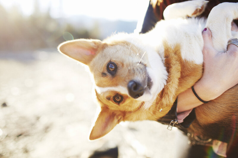 Corgi Dog Being Held