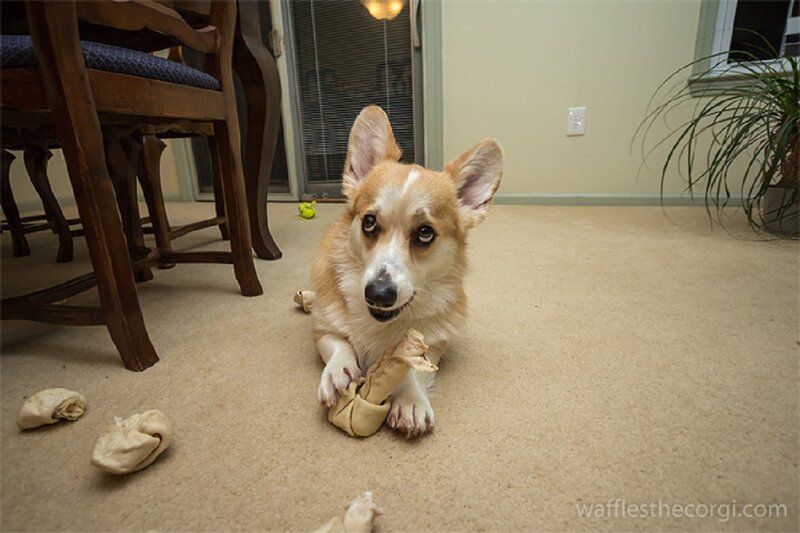 Corgi Dog Chewing