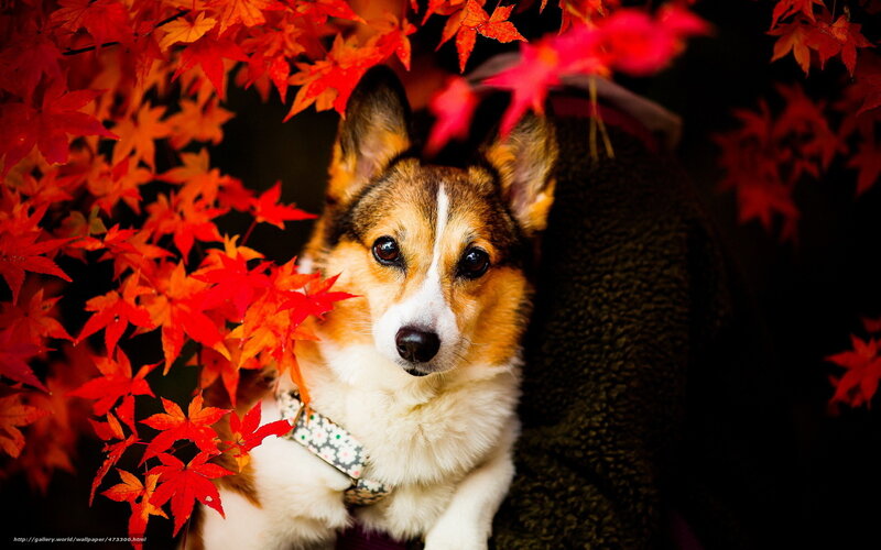 Corgi Dog in Autumn Leaves — Red