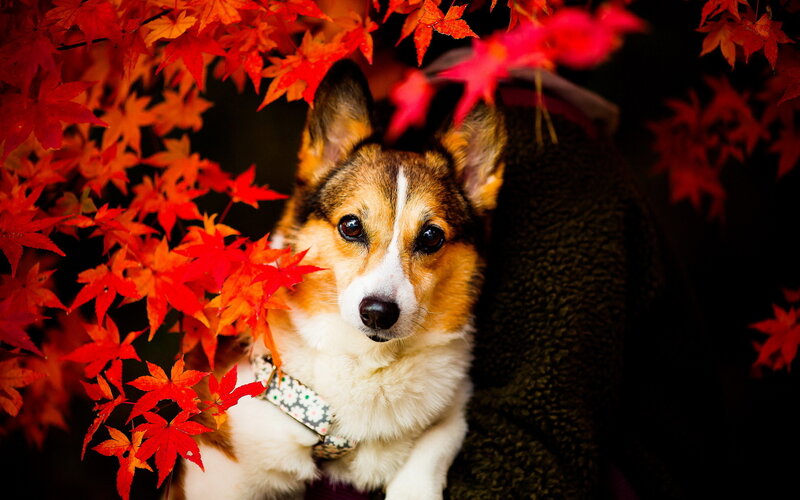 Corgi Dog in Autumn Leaves