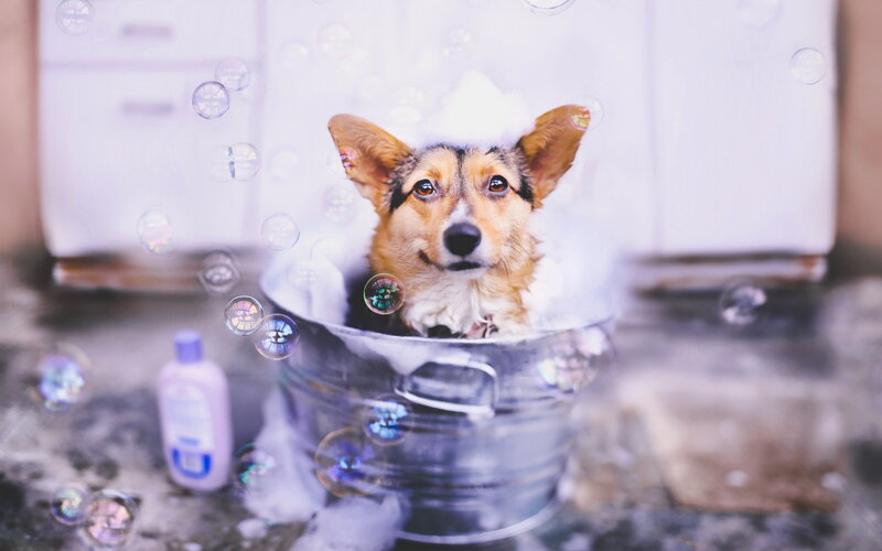 Corgi Dog in Bathtub