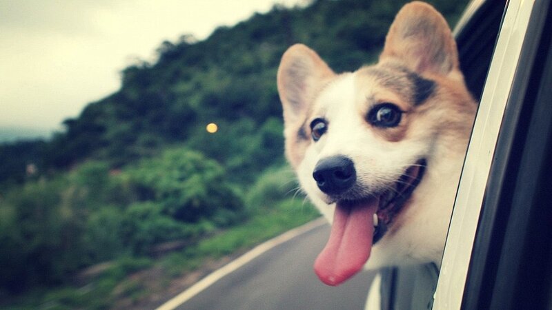 Corgi Dog in Car