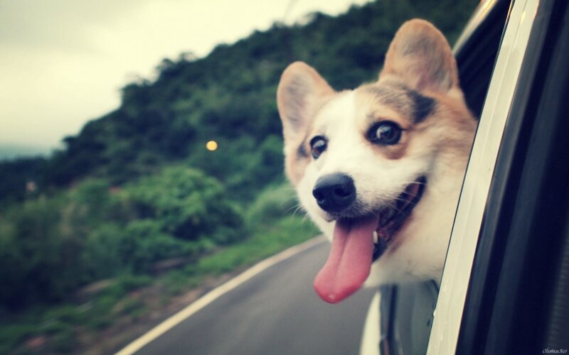 Corgi Dog in Car — White