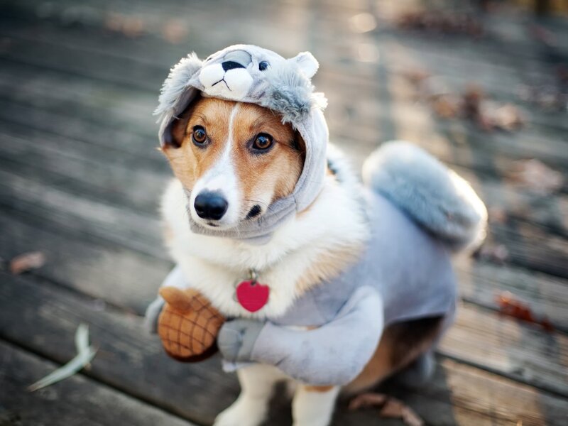 Corgi Dog in Costume — Gray