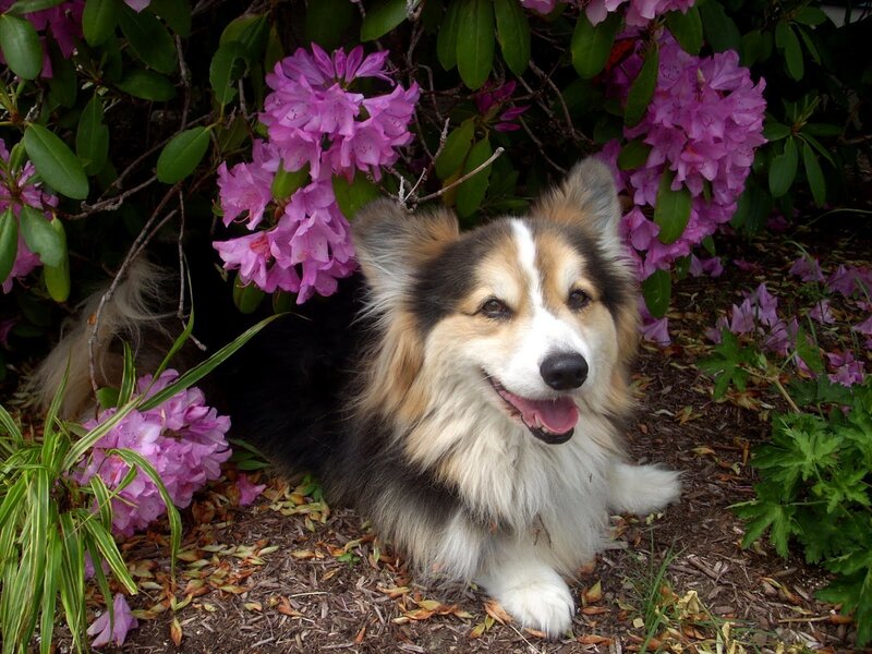 Corgi Dog in Flowers