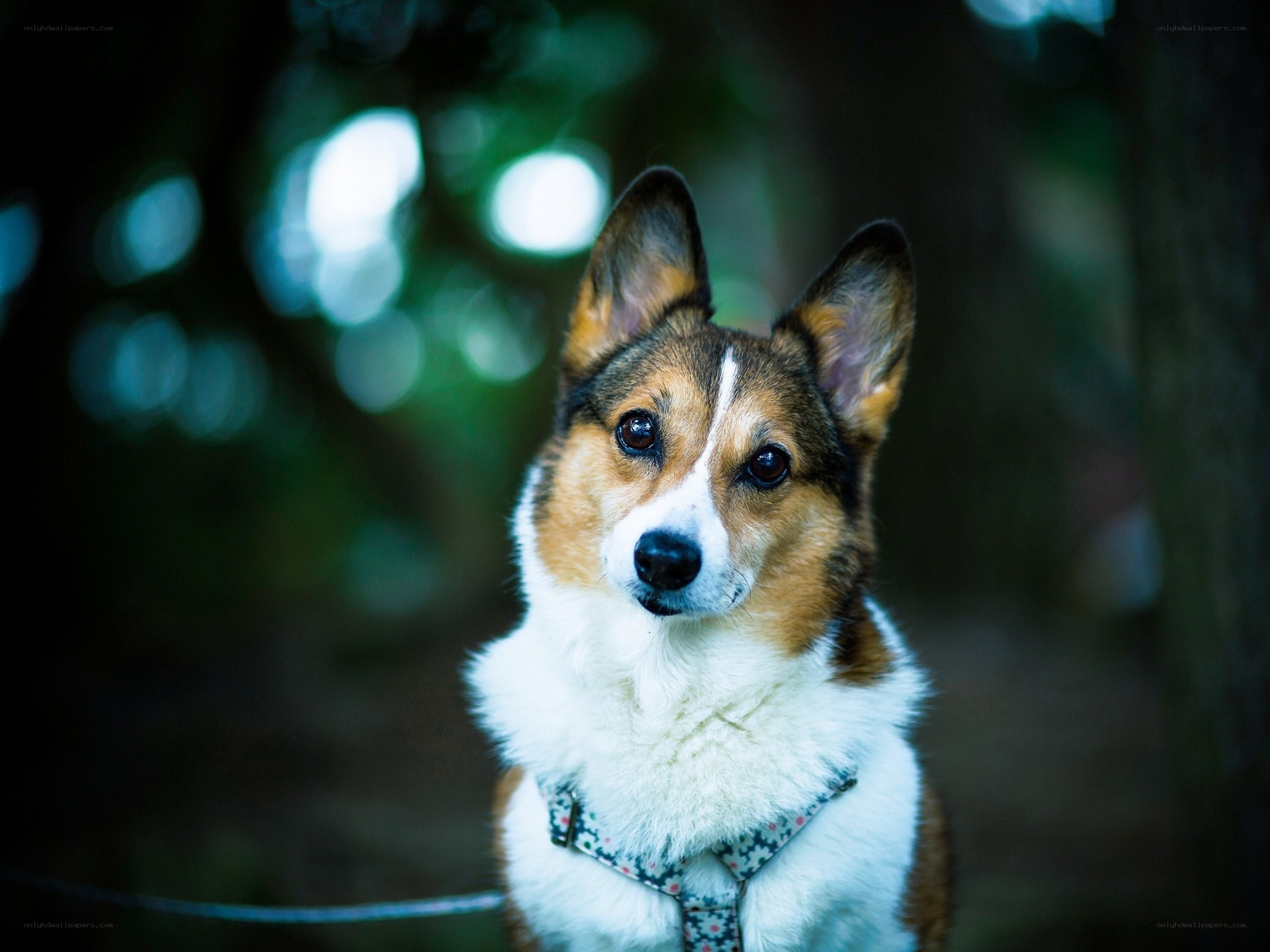 Corgi dog in forest