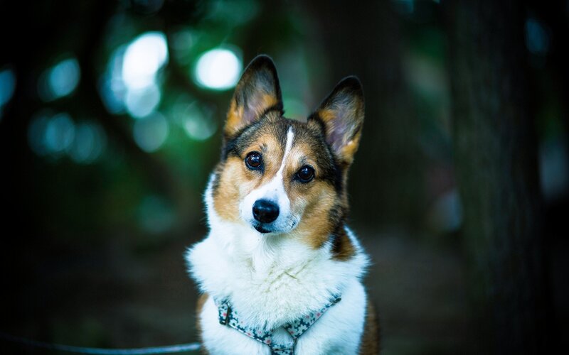 Corgi Dog in Forest — Brown, Calm, Night