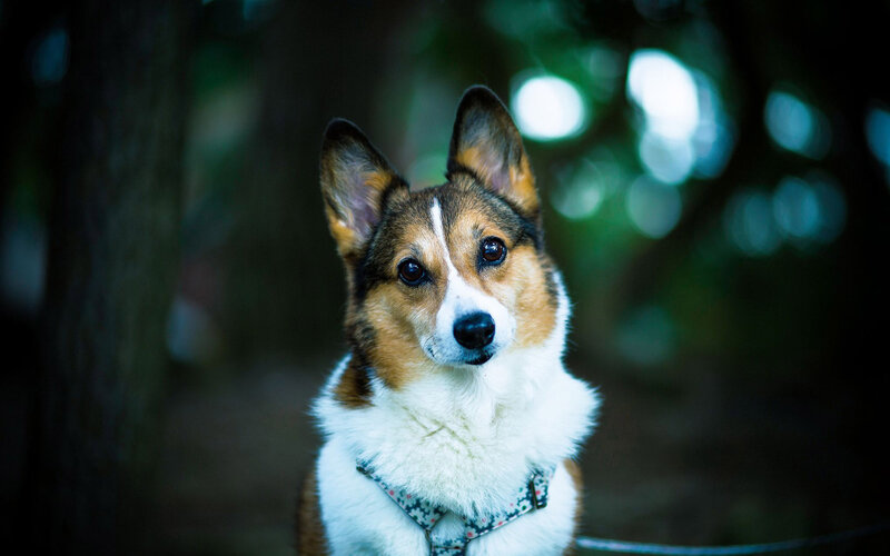 Corgi Dog in Forest — Brown, Calm