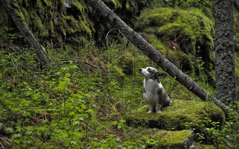 Corgi Dog in Forest — Green