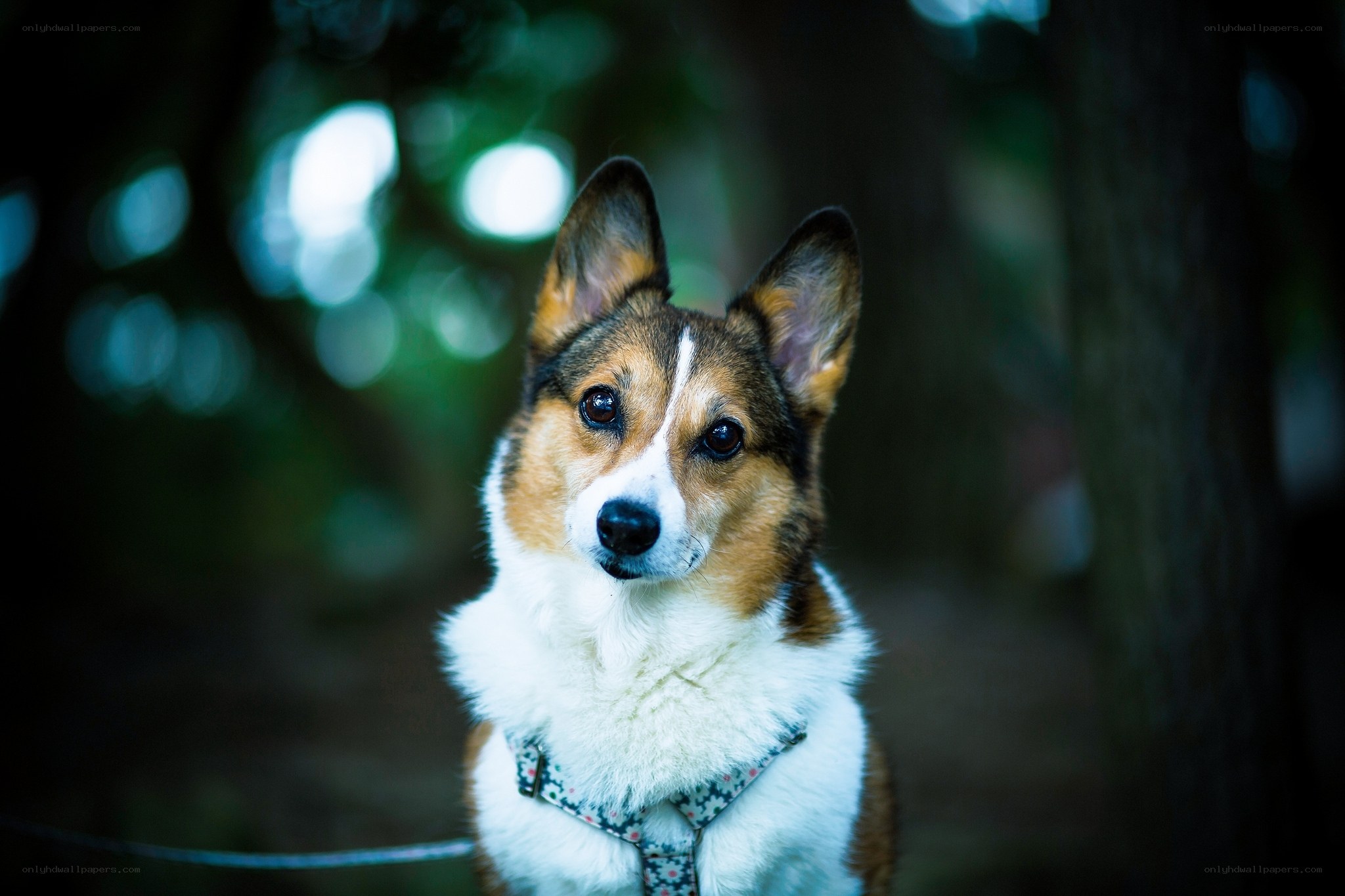 corgi dog in forest