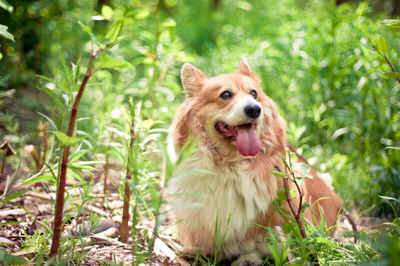 Corgi Dog in Grass — Green, Calm