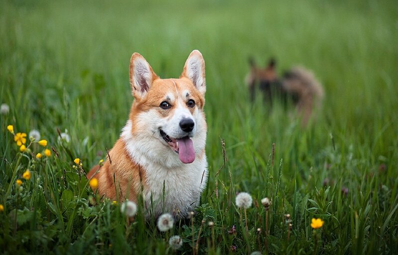 Corgi Dog in Grass — Green