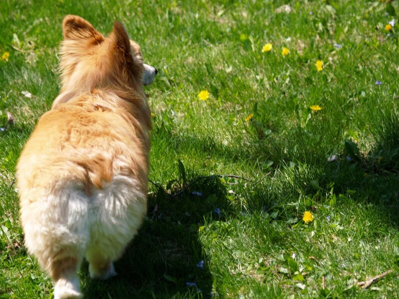 Corgi Dog in Grass