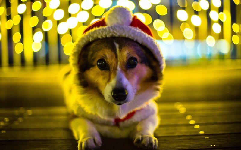Corgi Dog in Hat