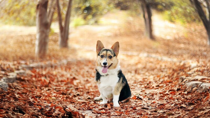 Corgi Dog in Leaves — Brown, Calm