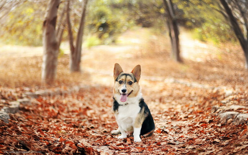 Corgi Dog in Leaves — Brown, Serene