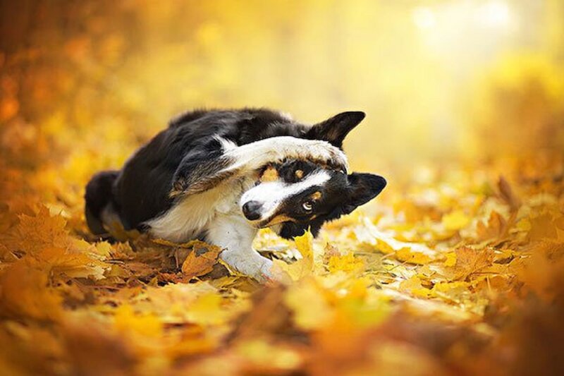 Corgi Dog in Leaves — Yellow