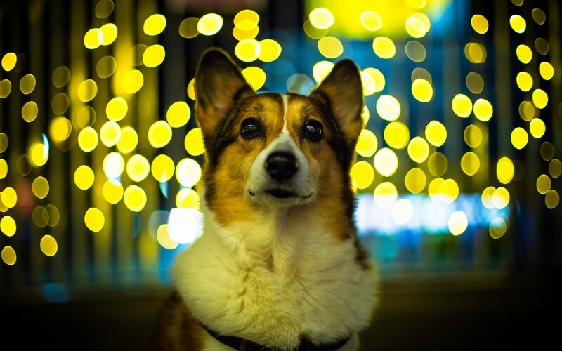 Corgi Dog in Lights