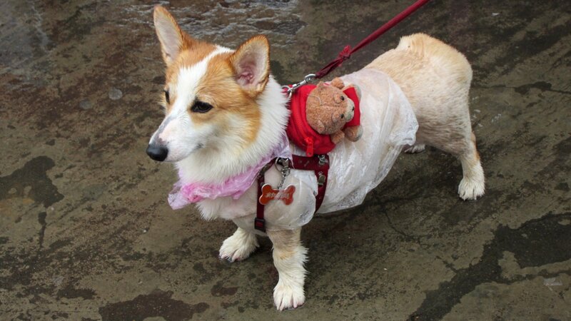 Corgi Dog in Raincoat