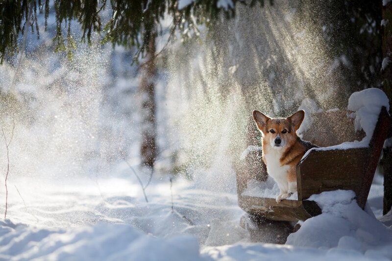 Corgi Dog in Snow