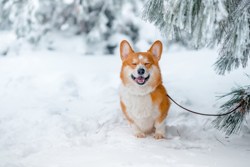 Corgi Dog in Snow — White