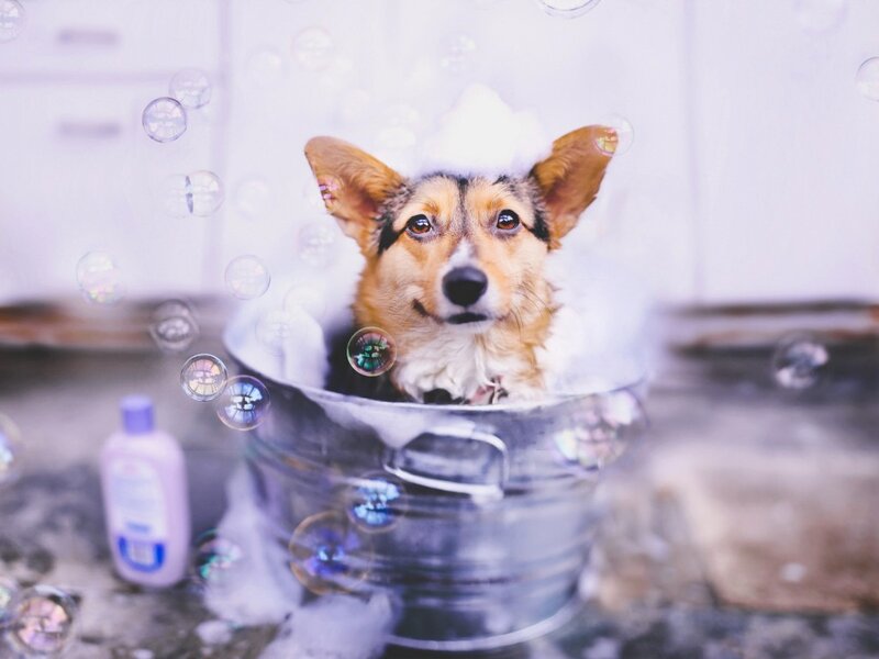 Corgi Dog in Tub