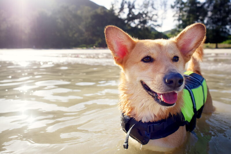Corgi Dog in Water