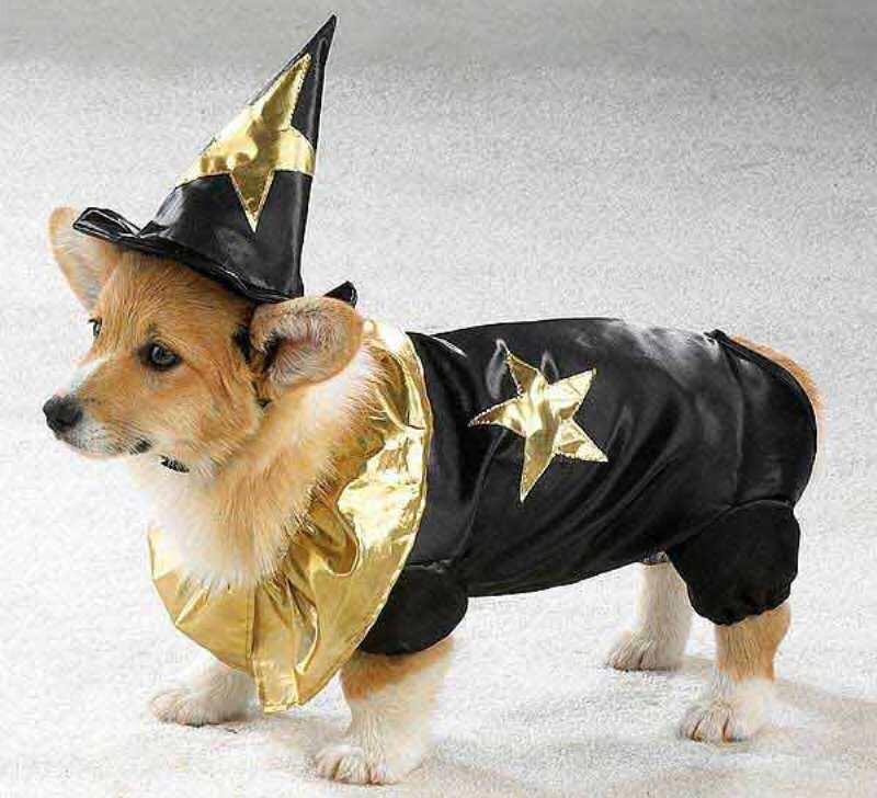 Corgi Dog in Wizard Costume