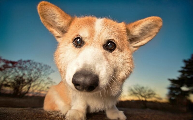 Corgi Dog Looking at Camera