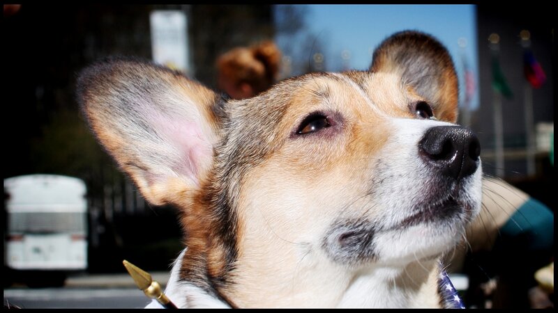 Corgi Dog Looking Up — Brown, Calm