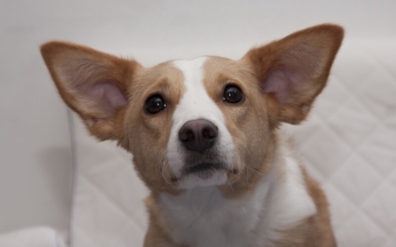 Corgi dog looking up