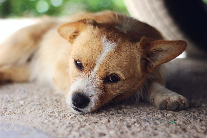 Corgi Dog Lying Down — Brown, Calm
