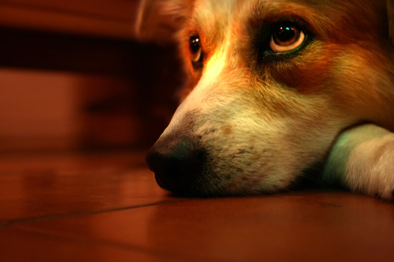 Corgi Dog Lying Down — Brown
